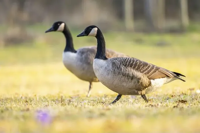 Framed Print : Canada goose (Branta canadensis) walking on a meadow in spring, Franconia, Bavaria, Germany, Europe Framed Print : Canada goose (Branta canadensis) walking on a meadow in spring, Franconia, Bavaria, Germany, Europe