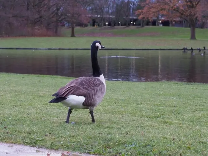 Framed Print : Canada goose (branta canadensis) walking towards the water in the Rheinaue park in Bonn, Germany Framed Print : Canada goose (branta canadensis) walking towards the water in the Rheinaue park in Bonn, Germany