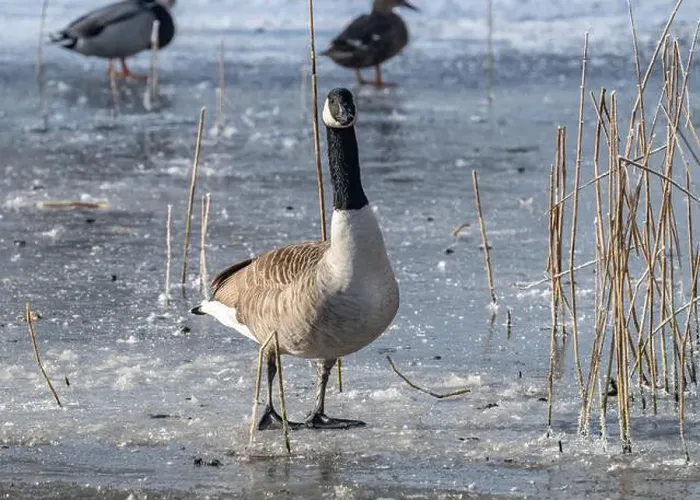 Framed Print : Canada goose in the cold weather Framed Print : Canada goose in the cold weather