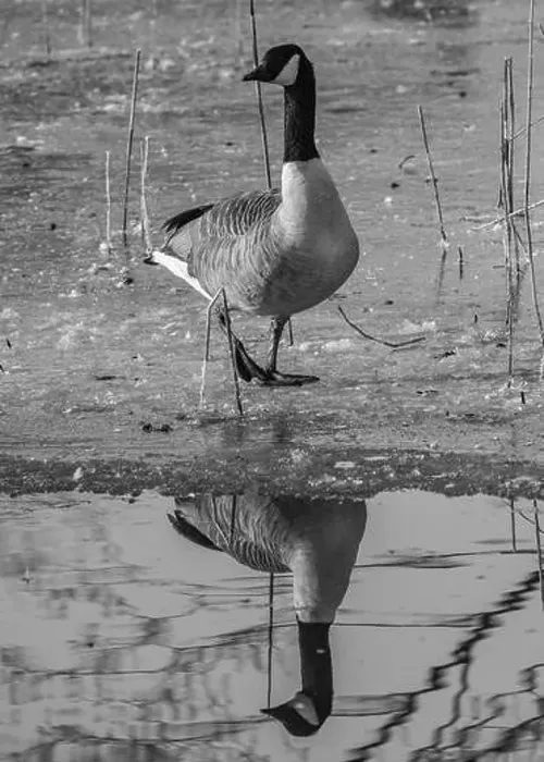 Framed Print : Canada goose in the cold weather