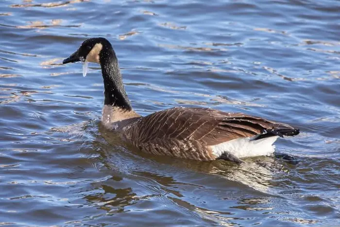 Framed Print : A Canada goose covered in small icicles while swimming on the Mississippi River in Iowa on a winter day in January Framed Print : A Canada goose covered in small icicles while swimming on the Mississippi River in Iowa on a winter day in January