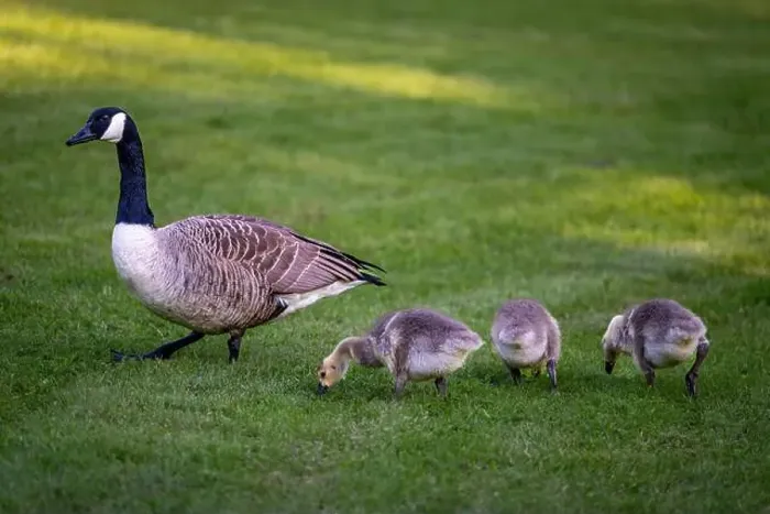 Framed Print : Canada goose family with one adult bird and three goslings standing on grass Framed Print : Canada goose family with one adult bird and three goslings standing on grass