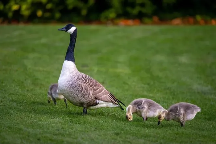 Framed Print : Canada goose family with one adult bird and three goslings standing on grass Framed Print : Canada goose family with one adult bird and three goslings standing on grass