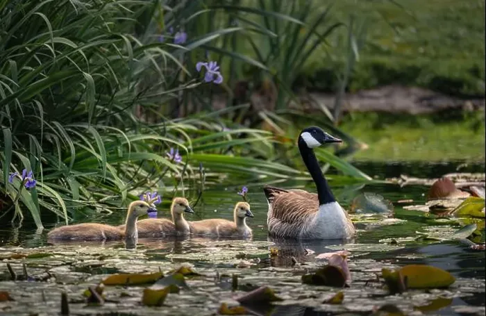 Framed Print : Canada goose family with one adult bird and three goslings swimming on a pond with reeds and lily pads