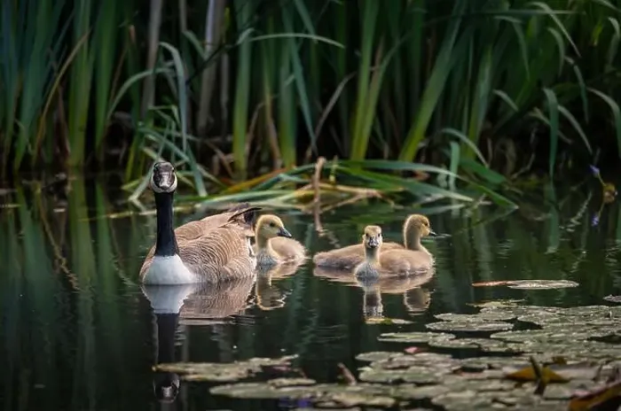 Framed Print : Canada goose family with one adult bird and three goslings swimming on a pond with reeds and lily pads