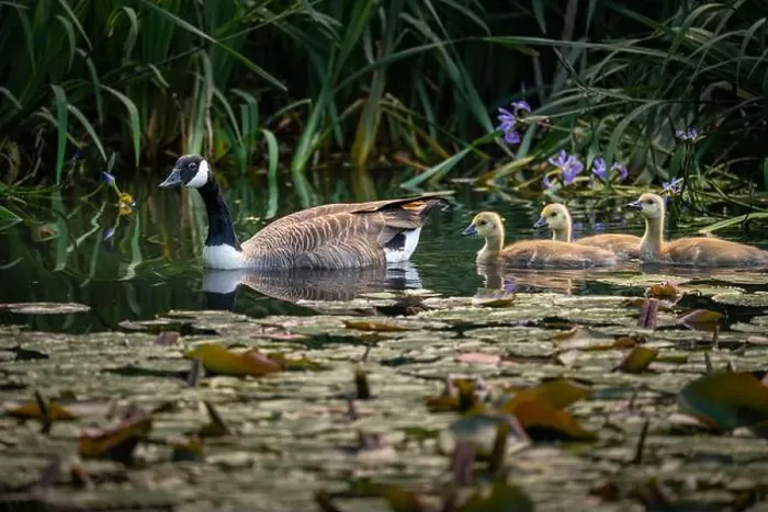 Framed Print : Canada goose family with one adult bird and three goslings swimming on a pond with reeds and lily pads