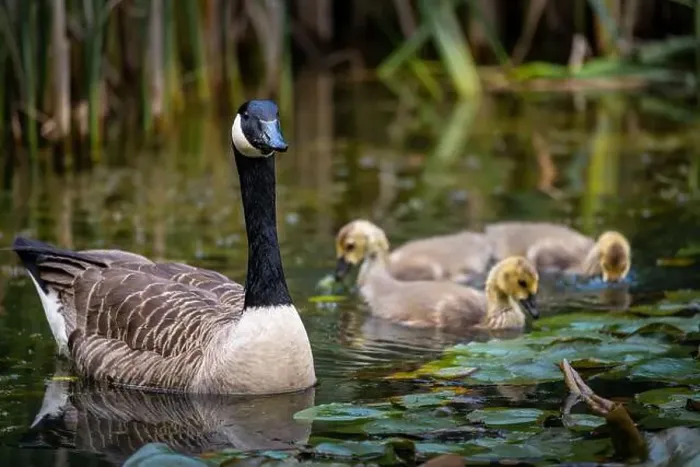 Framed Print : Canada goose family with one adult bird and three goslings swimming on a pond with reeds and lily pads Framed Print : Canada goose family with one adult bird and three goslings swimming on a pond with reeds and lily pads