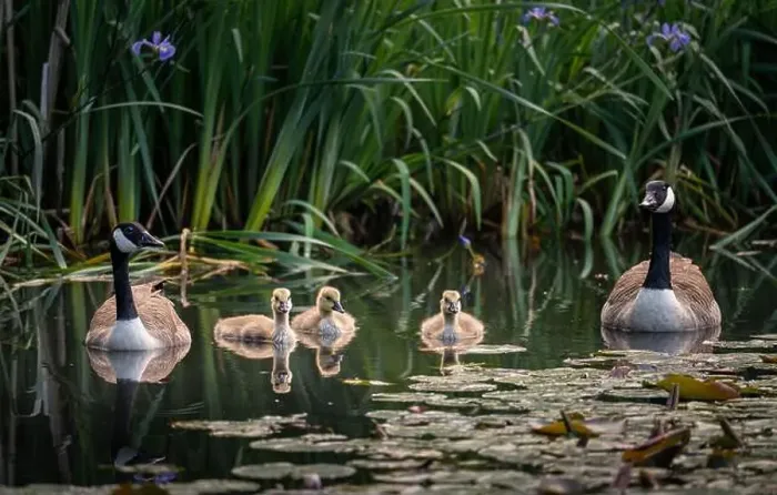 Framed Print : Canada goose family with two adult birds and three goslings swimming on a pond with reeds and lily pads Framed Print : Canada goose family with two adult birds and three goslings swimming on a pond with reeds and lily pads