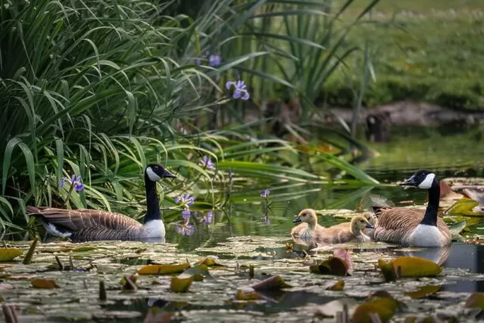 Framed Print : Canada goose family with two adult birds and three goslings swimming on a pond with reeds and lily pads Framed Print : Canada goose family with two adult birds and three goslings swimming on a pond with reeds and lily pads