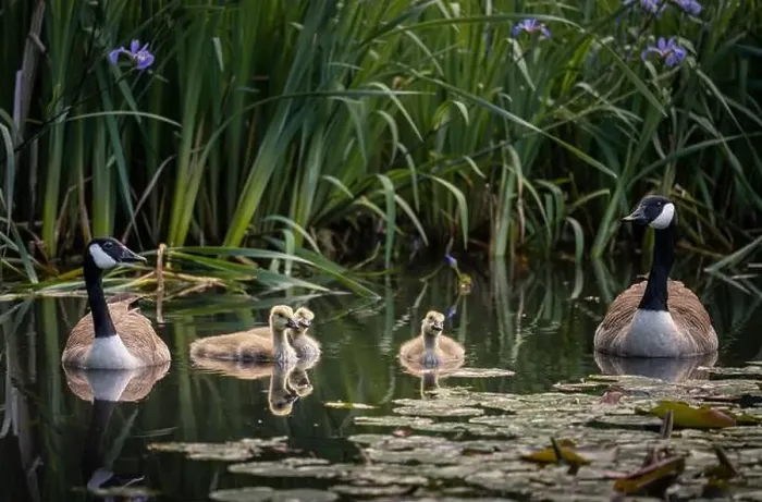 Framed Print : Canada goose family with two adult birds and three goslings swimming on a pond with reeds and lily pads Framed Print : Canada goose family with two adult birds and three goslings swimming on a pond with reeds and lily pads