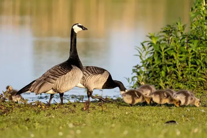 Framed Print : Canada goose family (Branta canadensis) on the shore of a lake Framed Print : Canada goose family (Branta canadensis) on the shore of a lake