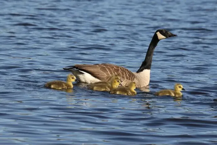 Framed Print : Canada goose family (Branta canadensis) swimming on the lake in Springtime Framed Print : Canada goose family (Branta canadensis) swimming on the lake in Springtime