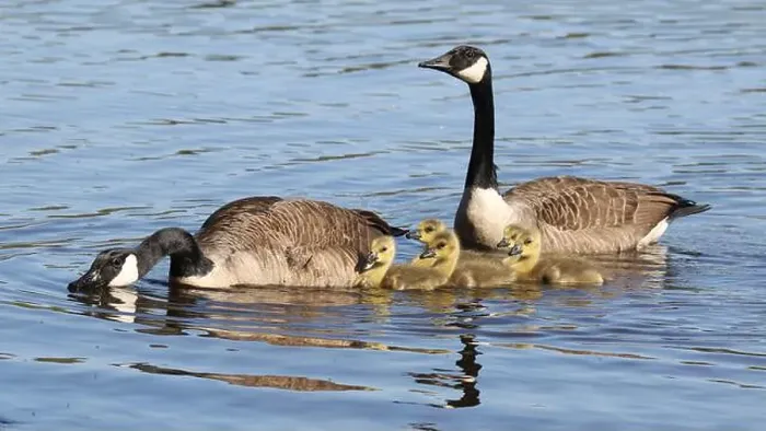 Framed Print : Canada goose family (Branta canadensis) swimming on the lake in Springtime Framed Print : Canada goose family (Branta canadensis) swimming on the lake in Springtime