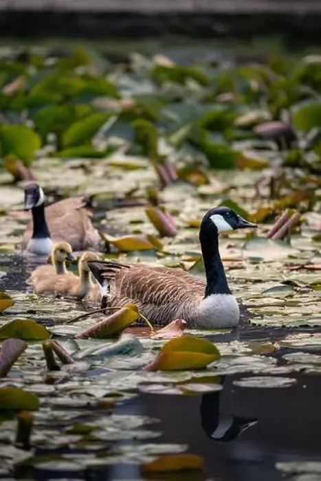 Framed Print : Canada goose family swimming in line on a pond with lily pads. Canada geese (Branta canadensis) in Kent, UK Framed Print : Canada goose family swimming in line on a pond with lily pads. Canada geese (Branta canadensis) in Kent, UK
