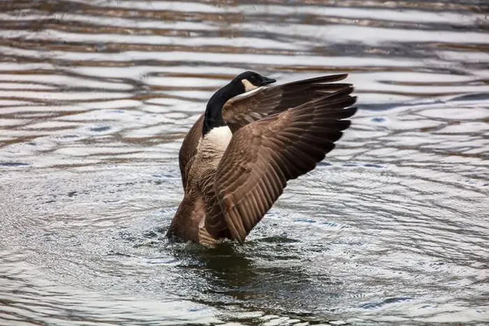 Framed Print : Canada Goose flapping its wins in a lake. County Durham, England, UK Framed Print : Canada Goose flapping its wins in a lake. County Durham, England, UK