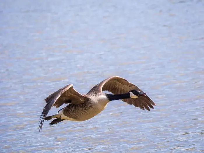 Framed Print : A Canada Goose in Flight Framed Print : A Canada Goose in Flight