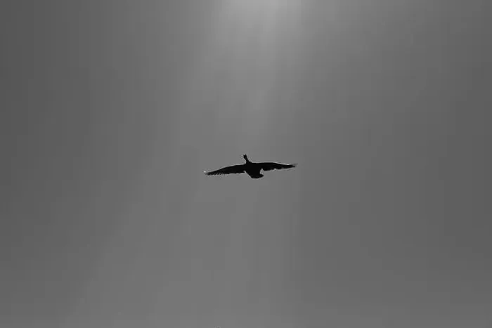 Framed Print : Canada Goose in flight, with rays of sunlight. Black and white Framed Print : Canada Goose in flight, with rays of sunlight. Black and white
