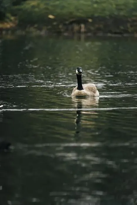 Framed Print : A Canada goose floating in the lake Framed Print : A Canada goose floating in the lake