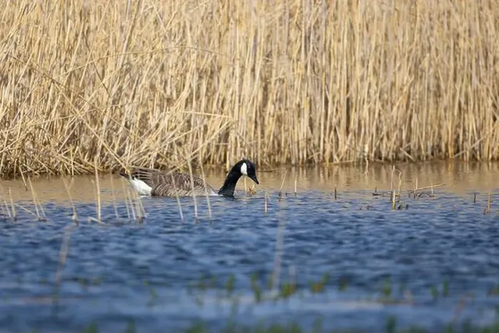 Framed Print : Canada Goose foraging for food in a lake with reeds in the background. County Durham, England, UK Framed Print : Canada Goose foraging for food in a lake with reeds in the background. County Durham, England, UK