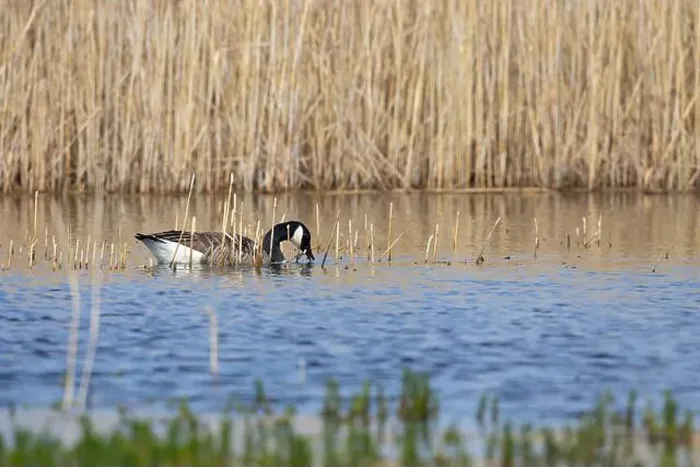 Framed Print : Canada Goose foraging for food in a lake with reeds in the background. County Durham, England, UK Framed Print : Canada Goose foraging for food in a lake with reeds in the background. County Durham, England, UK