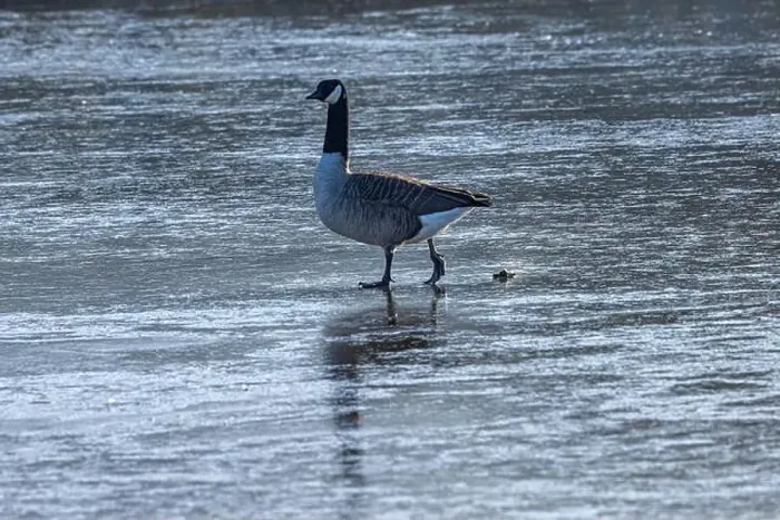 Framed Print : A Canada Goose on a frozen lake in the winter sunshine Framed Print : A Canada Goose on a frozen lake in the winter sunshine