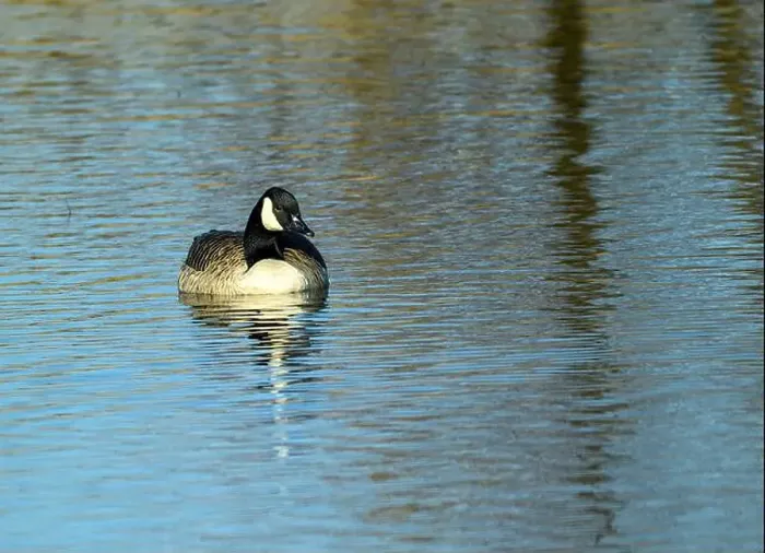 Framed Print : A Canada goose glides effortlessly across a calm pond Framed Print : A Canada goose glides effortlessly across a calm pond