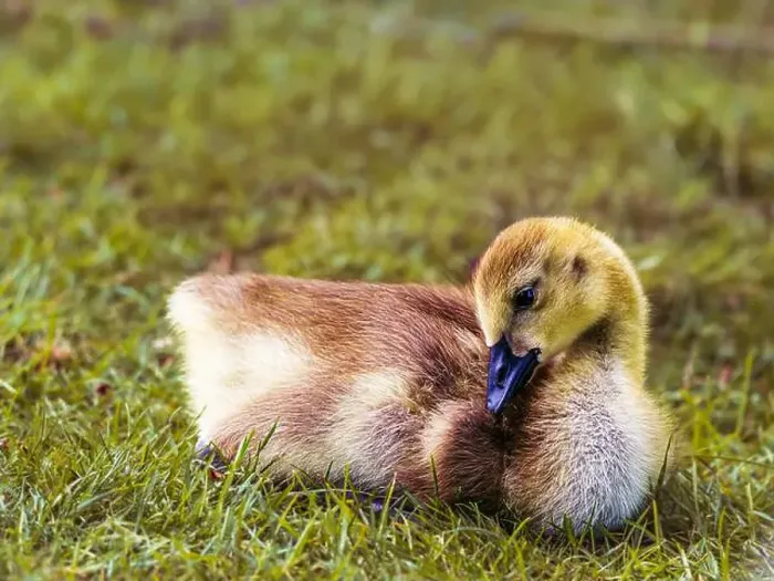 Framed Print : Canada Goose gosling - branta canadensis - resting on grass with its legs tucked under its body Framed Print : Canada Goose gosling - branta canadensis - resting on grass with its legs tucked under its body