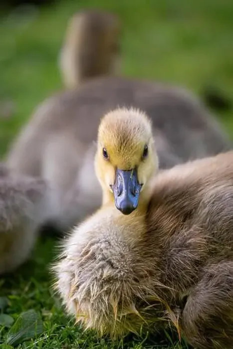Framed Print : One Canada goose gosling looking at the camera. Canada geese (Branta canadensis) in Kent, UK Framed Print : One Canada goose gosling looking at the camera. Canada geese (Branta canadensis) in Kent, UK