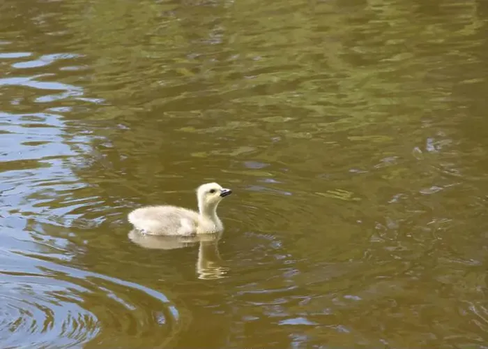 Framed Print : One canada goose gosling swimming alone in a local city park pond Framed Print : One canada goose gosling swimming alone in a local city park pond
