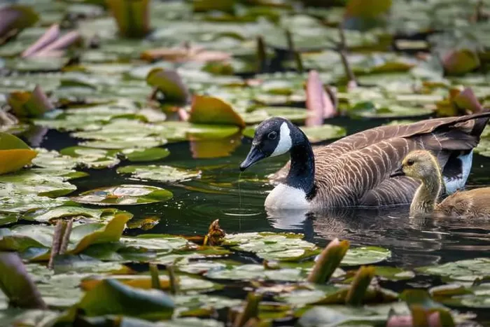 Framed Print : One Canada goose and one gosling swimming on a pond with lily pads. Canada geese (Branta canadensis) in Kent, UK Framed Print : One Canada goose and one gosling swimming on a pond with lily pads. Canada geese (Branta canadensis) in Kent, UK