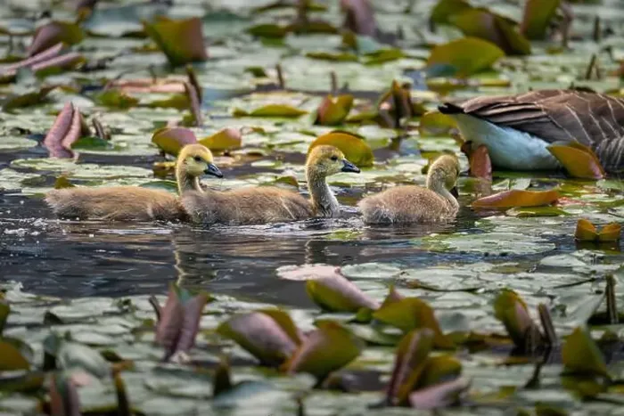 Framed Print : Three Canada goose goslings behind one adult bird swimming on a pond with lily pads Framed Print : Three Canada goose goslings behind one adult bird swimming on a pond with lily pads