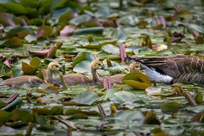 Framed Print : Three Canada goose goslings behind one adult bird swimming on a pond with lily pads Framed Print : Three Canada goose goslings behind one adult bird swimming on a pond with lily pads