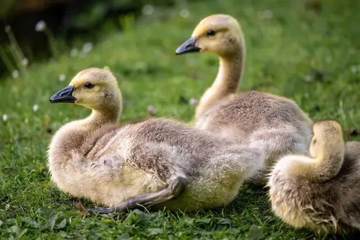 Framed Print : Three Canada goose goslings sitting on grass by a pond. Canada geese (Branta canadensis) in Kent, UK Framed Print : Three Canada goose goslings sitting on grass by a pond. Canada geese (Branta canadensis) in Kent, UK