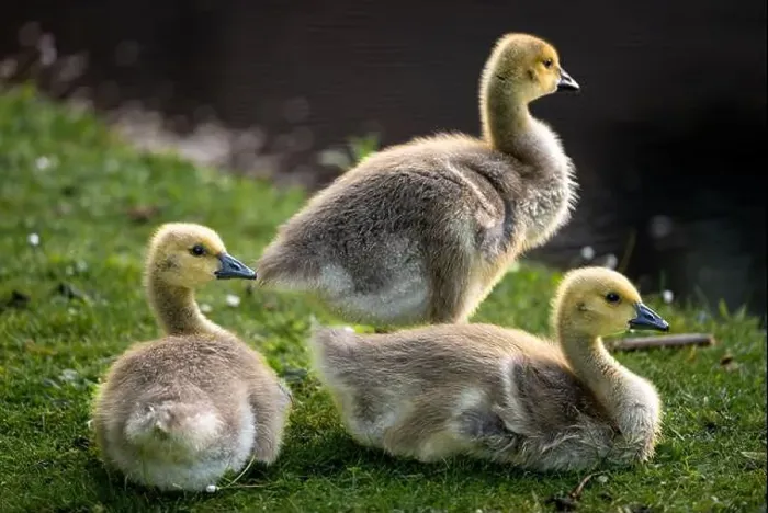 Framed Print : Three Canada goose goslings sitting on grass by a pond. Canada geese (Branta canadensis) in Kent, UK Framed Print : Three Canada goose goslings sitting on grass by a pond. Canada geese (Branta canadensis) in Kent, UK