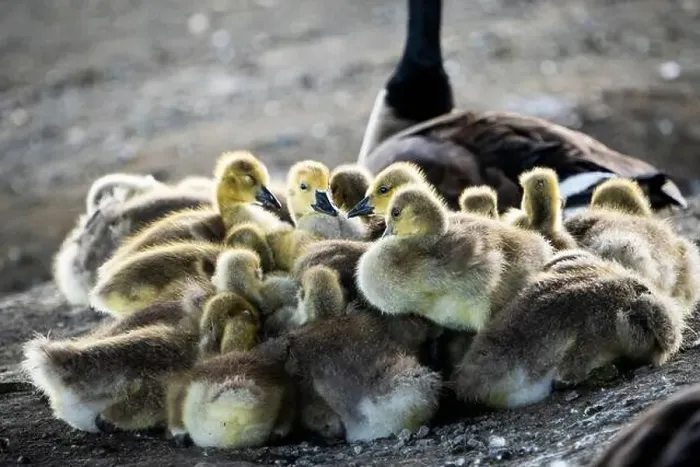 Framed Print : Canada Goose goslings sleeping with parent watching over them Framed Print : Canada Goose goslings sleeping with parent watching over them