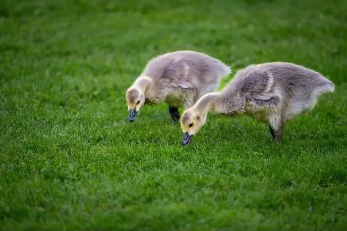 Framed Print : Two Canada goose goslings standing on grass. Canada geese (Branta canadensis) in Kent, UK Framed Print : Two Canada goose goslings standing on grass. Canada geese (Branta canadensis) in Kent, UK