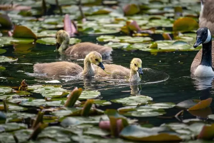 Framed Print : Three Canada goose goslings swimming on a pond with lily pads Framed Print : Three Canada goose goslings swimming on a pond with lily pads