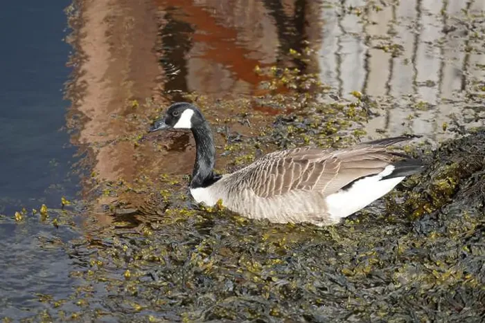 Framed Print : A canada goose heading to the water at Oere marina Framed Print : A canada goose heading to the water at Oere marina