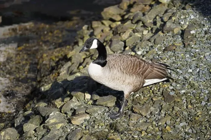 Framed Print : A canada goose heading to the water at Oere marina
