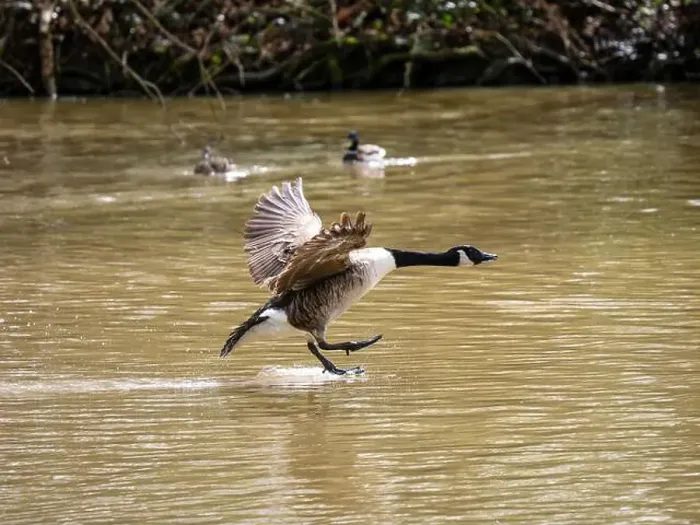 Framed Print : A Canada Goose Landing on a Lake Framed Print : A Canada Goose Landing on a Lake