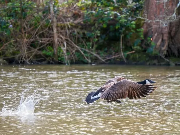 Framed Print : A Canada Goose Landing on a Lake Framed Print : A Canada Goose Landing on a Lake
