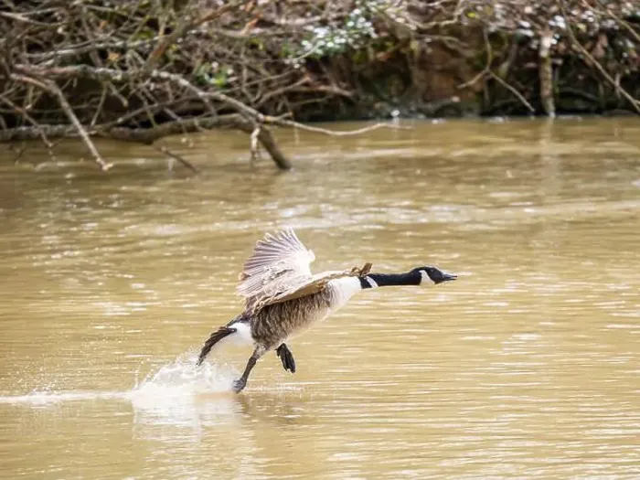 Framed Print : A Canada Goose Landing on a Lake Framed Print : A Canada Goose Landing on a Lake