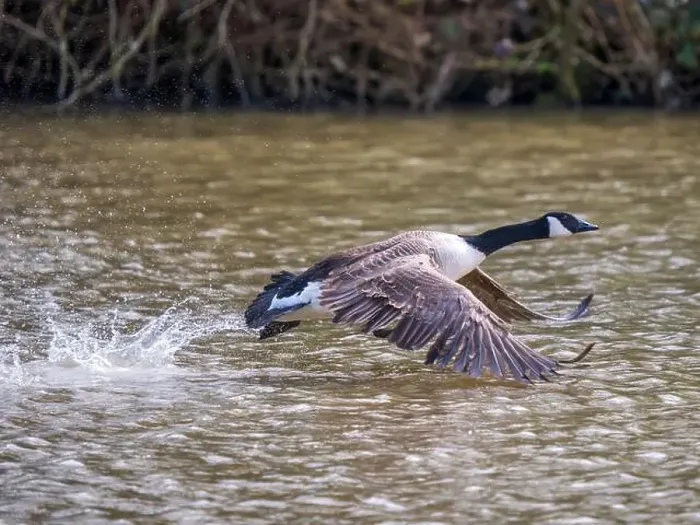 Framed Print : A Canada Goose Landing on a Lake Framed Print : A Canada Goose Landing on a Lake
