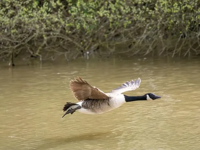 Framed Print : A Canada Goose Landing on a Lake Framed Print : A Canada Goose Landing on a Lake