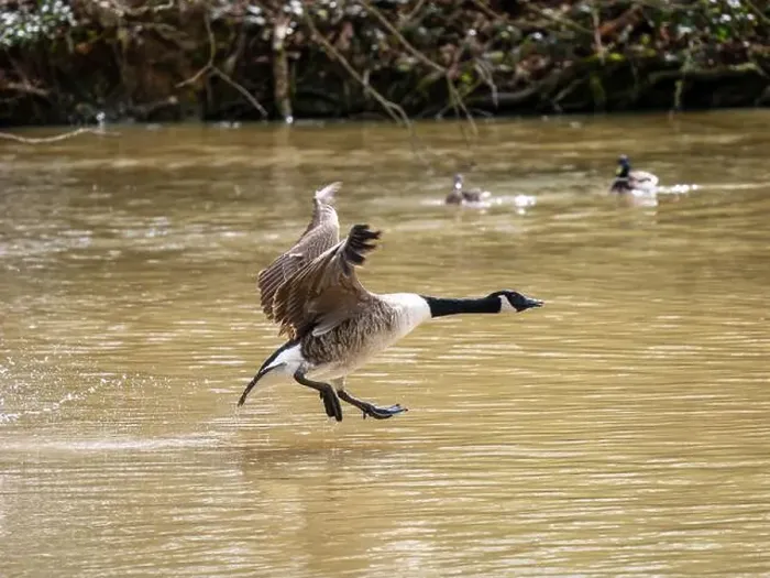 Framed Print : A Canada Goose Landing on a Lake Framed Print : A Canada Goose Landing on a Lake