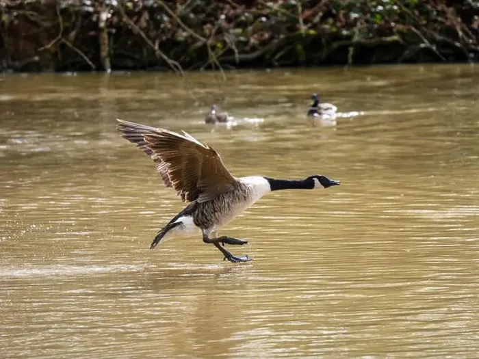 Framed Print : A Canada Goose Landing on a Lake Framed Print : A Canada Goose Landing on a Lake
