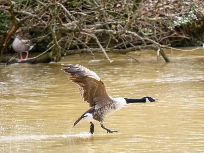 Framed Print : A Canada Goose Landing on a Lake Framed Print : A Canada Goose Landing on a Lake
