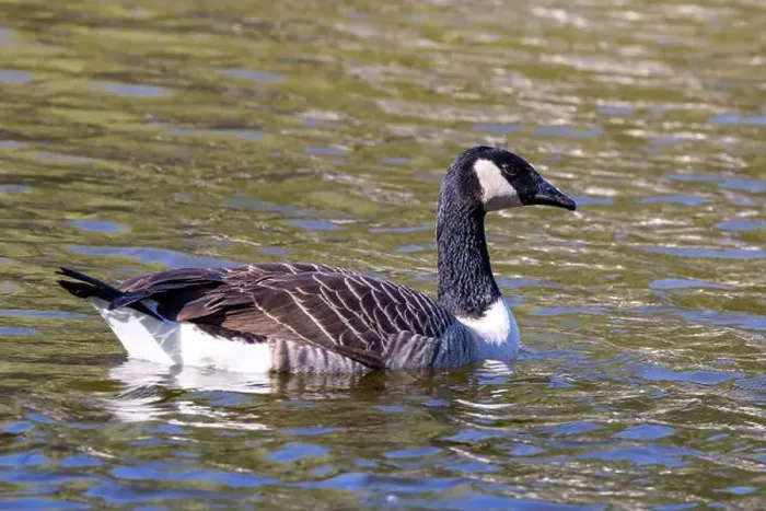 Framed Print : The Canada Goose, a migratory waterfowl, feeds on grass, grains, and aquatic plants. This photo was taken in Canada