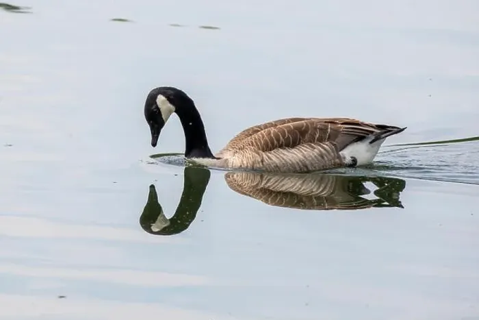Framed Print : Canada goose with mirroring swims on the lake Baldeneysee Framed Print : Canada goose with mirroring swims on the lake Baldeneysee
