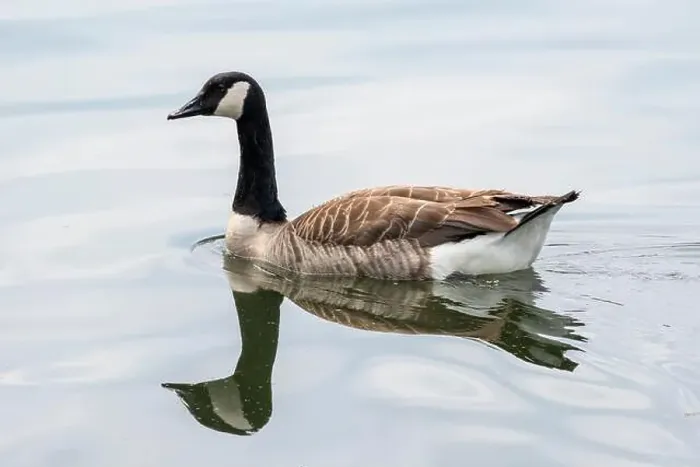 Framed Print : Canada goose with mirroring swims on the lake Baldeneysee Framed Print : Canada goose with mirroring swims on the lake Baldeneysee